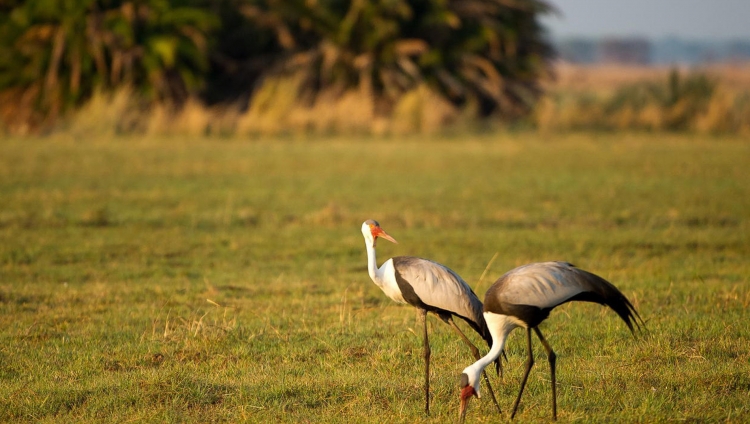 Shumba Camp - Wattled Crane